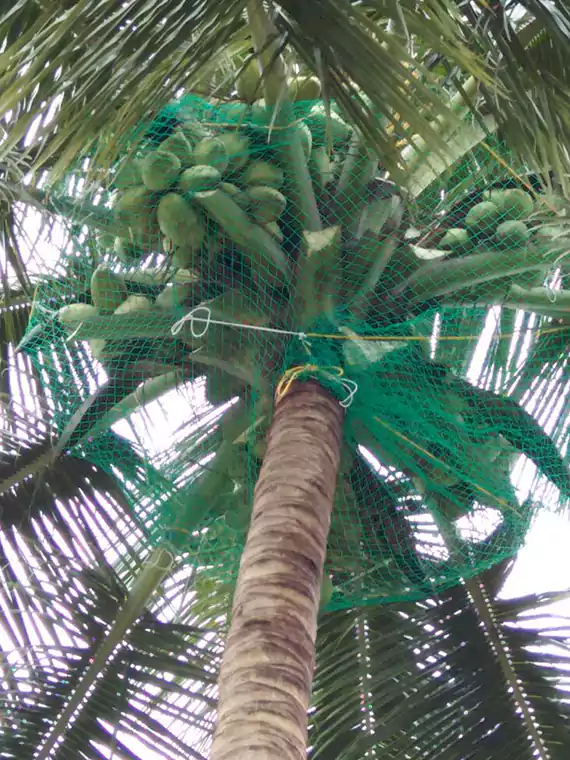 Coconut Tree Nets